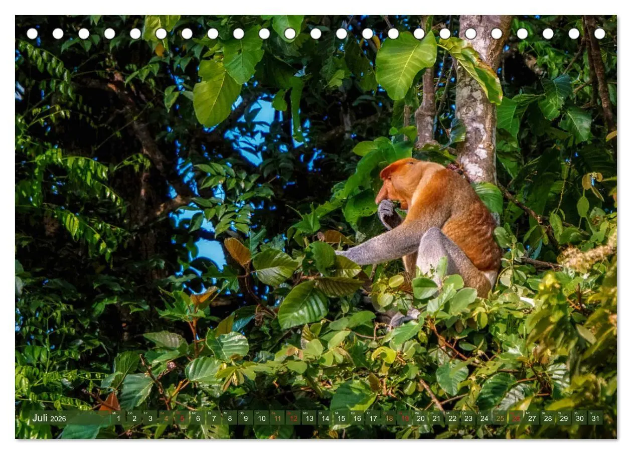 Bild: 9783457785263 | Nasenaffen von Borneo (Tischkalender 2026 DIN A5 quer), CALVENDO...