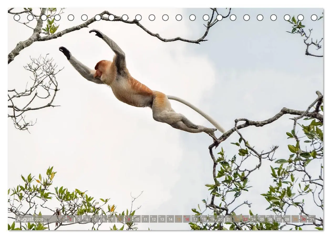 Bild: 9783457785263 | Nasenaffen von Borneo (Tischkalender 2026 DIN A5 quer), CALVENDO...