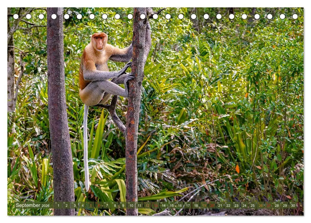 Bild: 9783457785263 | Nasenaffen von Borneo (Tischkalender 2026 DIN A5 quer), CALVENDO...