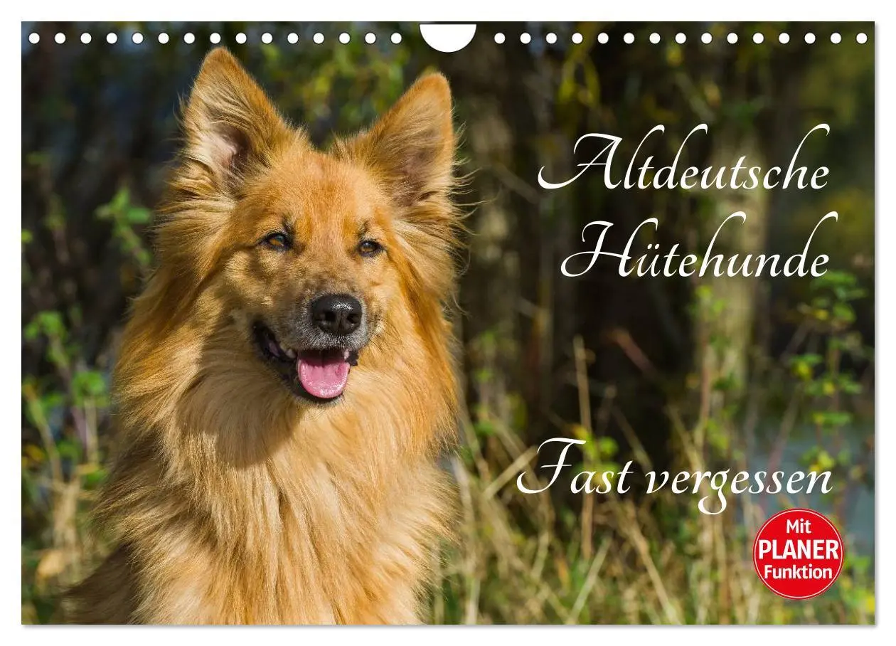 Cover: 9783516005363 | Altdeutsche Hütehunde - Fast vergessen (Wandkalender 2026 DIN A4...