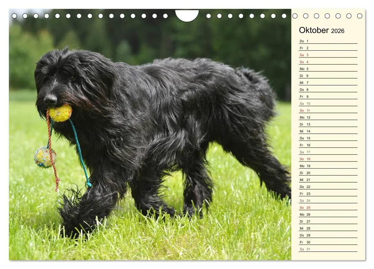 Bild: 9783516005363 | Altdeutsche Hütehunde - Fast vergessen (Wandkalender 2026 DIN A4...