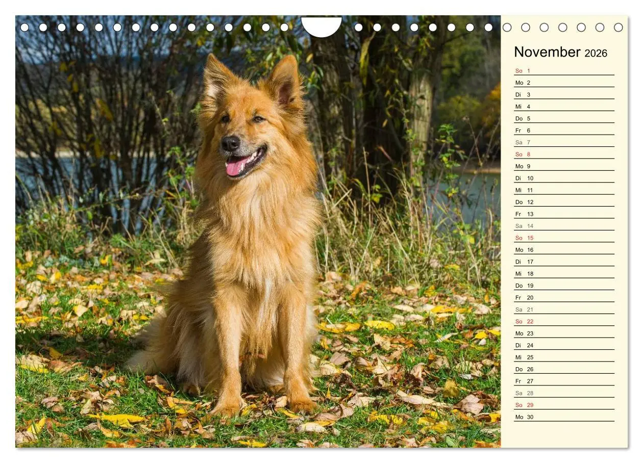 Bild: 9783516005363 | Altdeutsche Hütehunde - Fast vergessen (Wandkalender 2026 DIN A4...