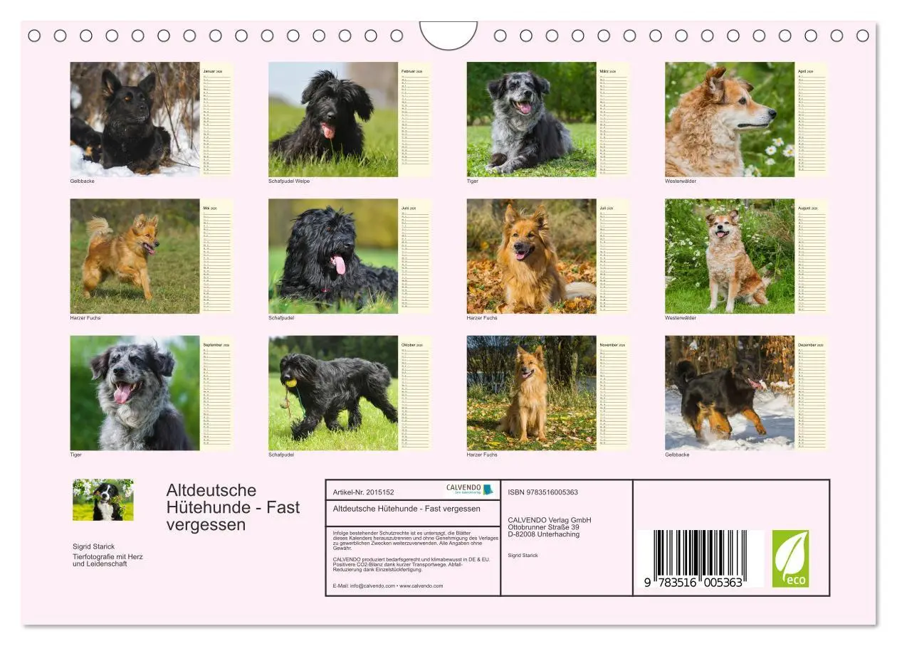 Bild: 9783516005363 | Altdeutsche Hütehunde - Fast vergessen (Wandkalender 2026 DIN A4...