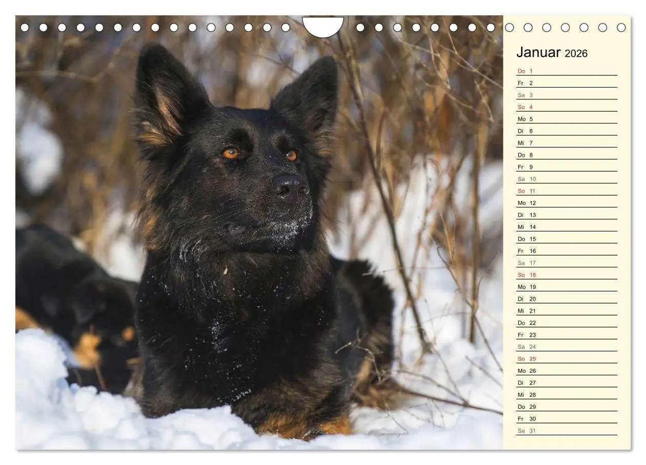 Bild: 9783516005363 | Altdeutsche Hütehunde - Fast vergessen (Wandkalender 2026 DIN A4...