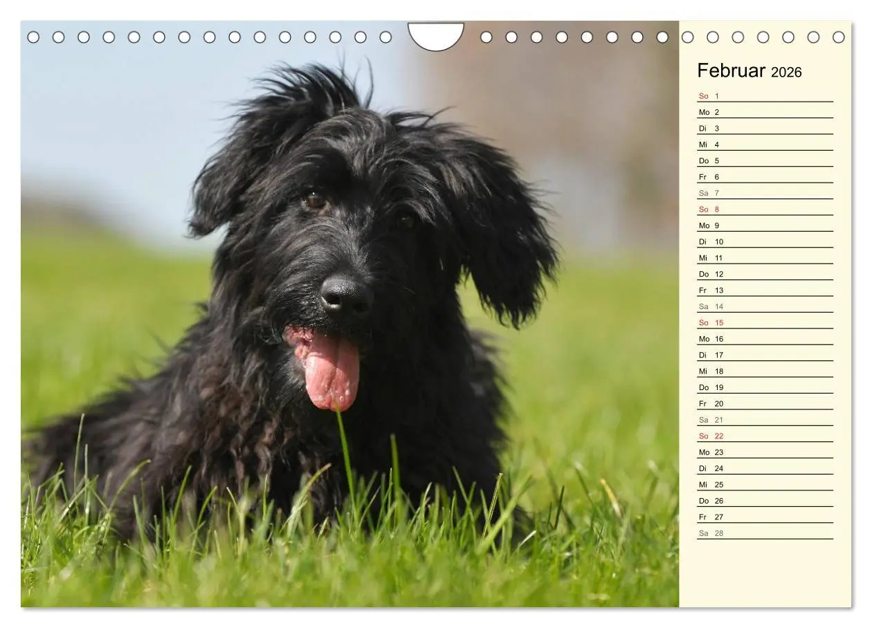 Bild: 9783516005363 | Altdeutsche Hütehunde - Fast vergessen (Wandkalender 2026 DIN A4...