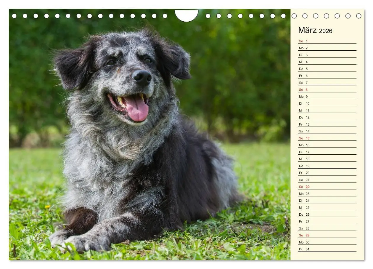 Bild: 9783516005363 | Altdeutsche Hütehunde - Fast vergessen (Wandkalender 2026 DIN A4...