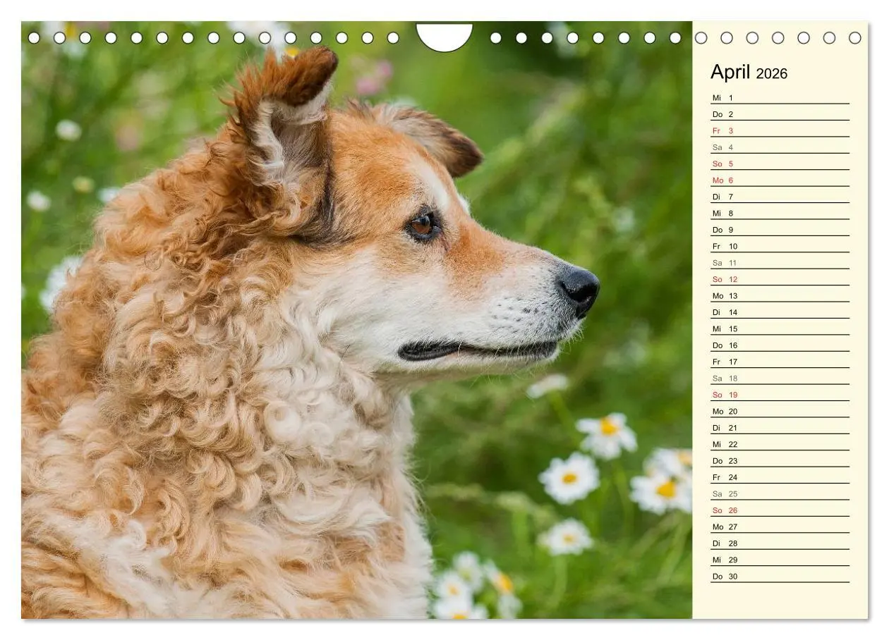 Bild: 9783516005363 | Altdeutsche Hütehunde - Fast vergessen (Wandkalender 2026 DIN A4...