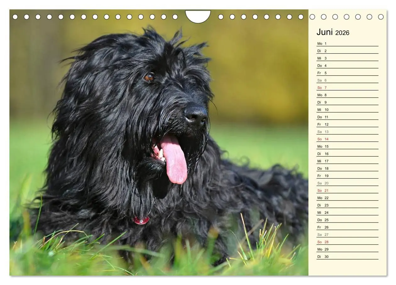 Bild: 9783516005363 | Altdeutsche Hütehunde - Fast vergessen (Wandkalender 2026 DIN A4...