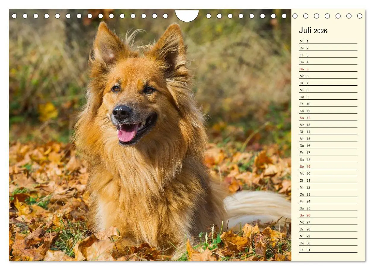 Bild: 9783516005363 | Altdeutsche Hütehunde - Fast vergessen (Wandkalender 2026 DIN A4...