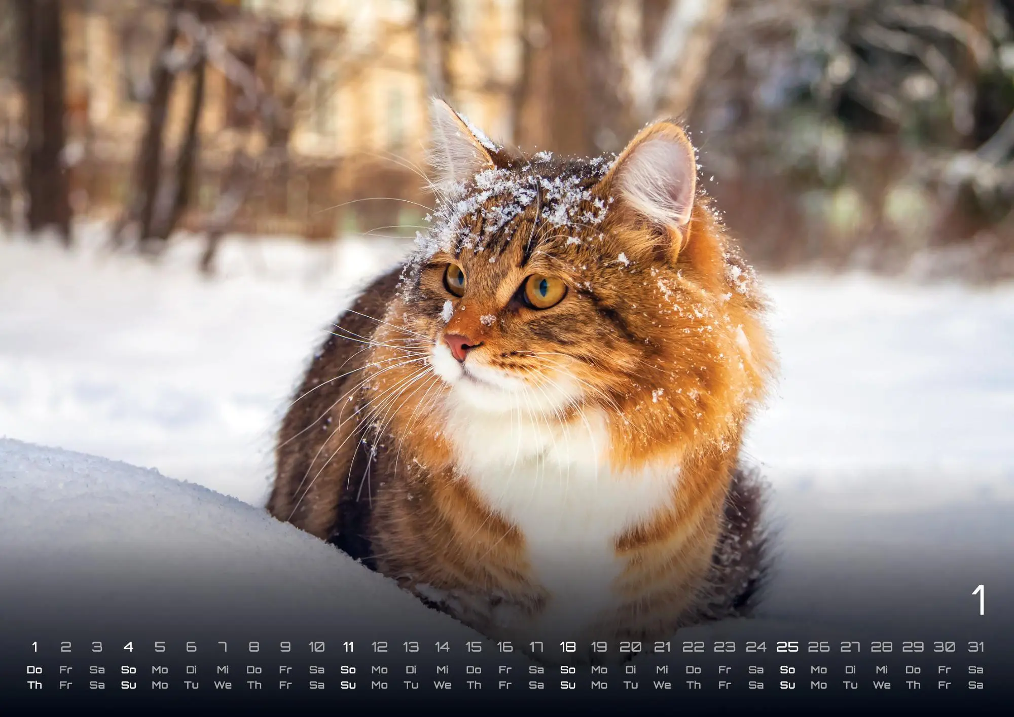 Bild: 9783986735463 | Miau - Unsere Stubentiger - Der Katzenkalender - 2026 - Kalender...