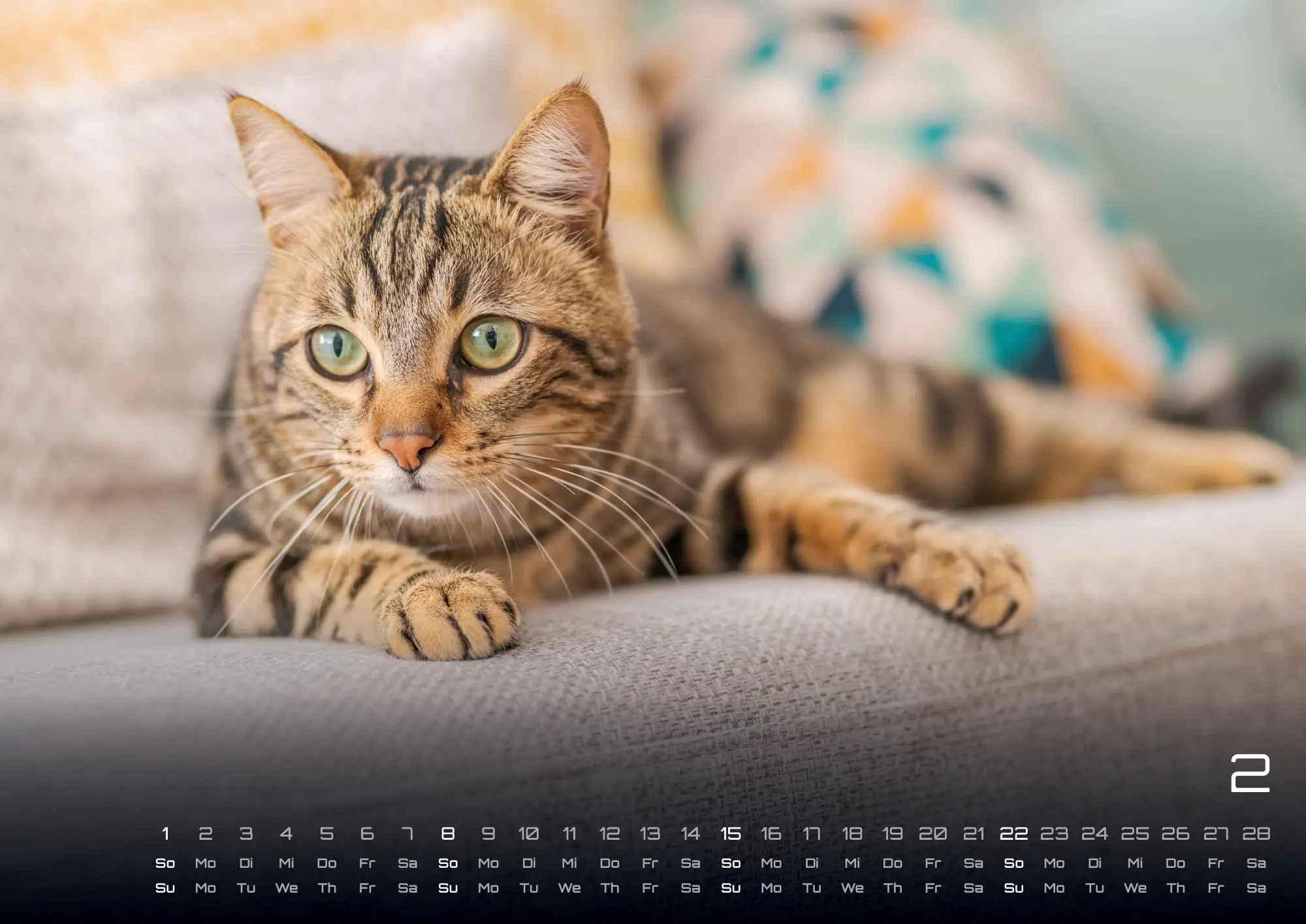 Bild: 9783986735463 | Miau - Unsere Stubentiger - Der Katzenkalender - 2026 - Kalender...