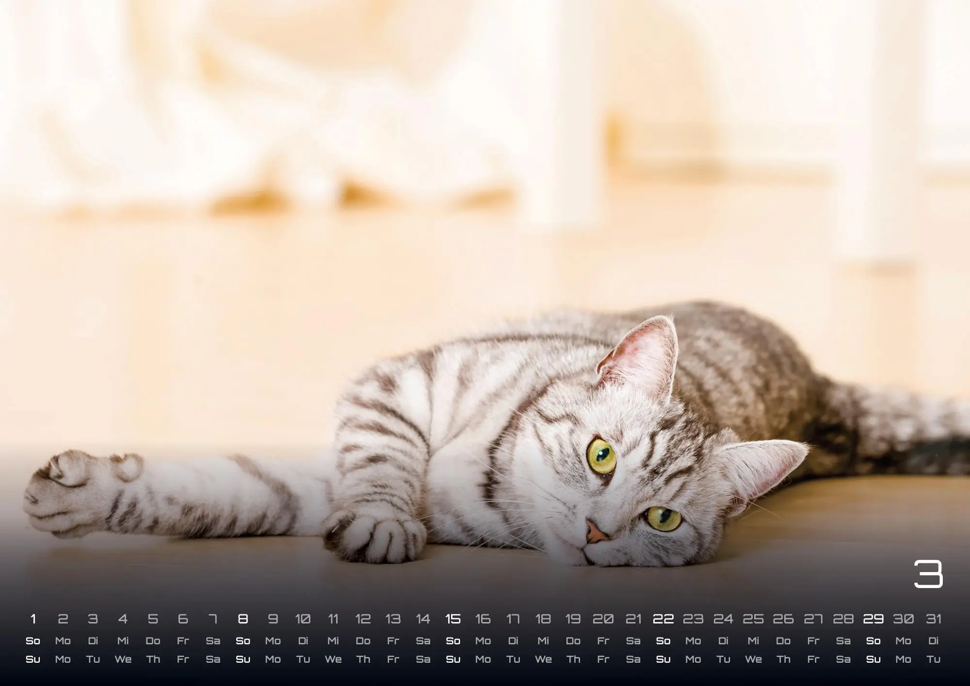 Bild: 9783986735463 | Miau - Unsere Stubentiger - Der Katzenkalender - 2026 - Kalender...