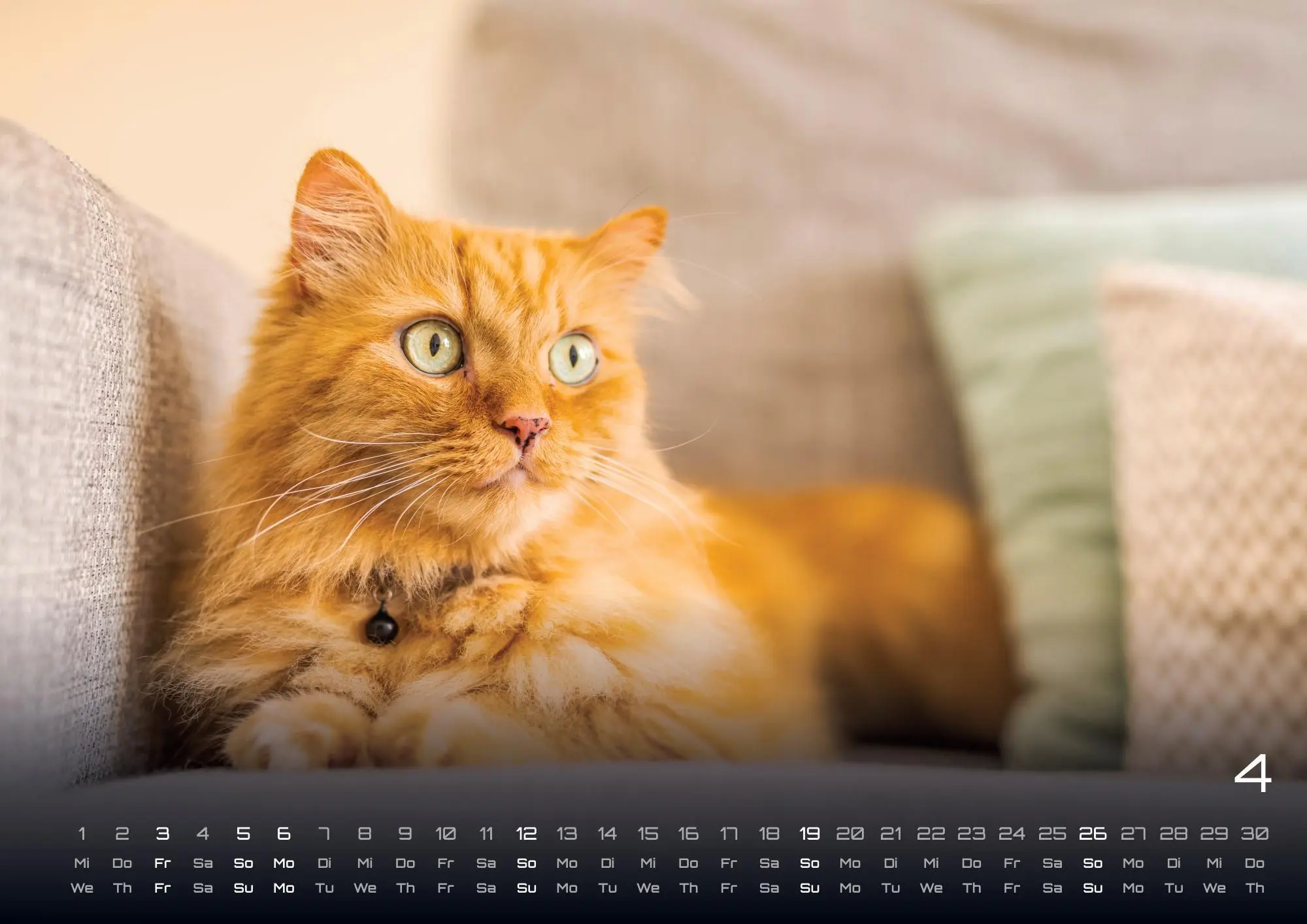 Bild: 9783986735463 | Miau - Unsere Stubentiger - Der Katzenkalender - 2026 - Kalender...