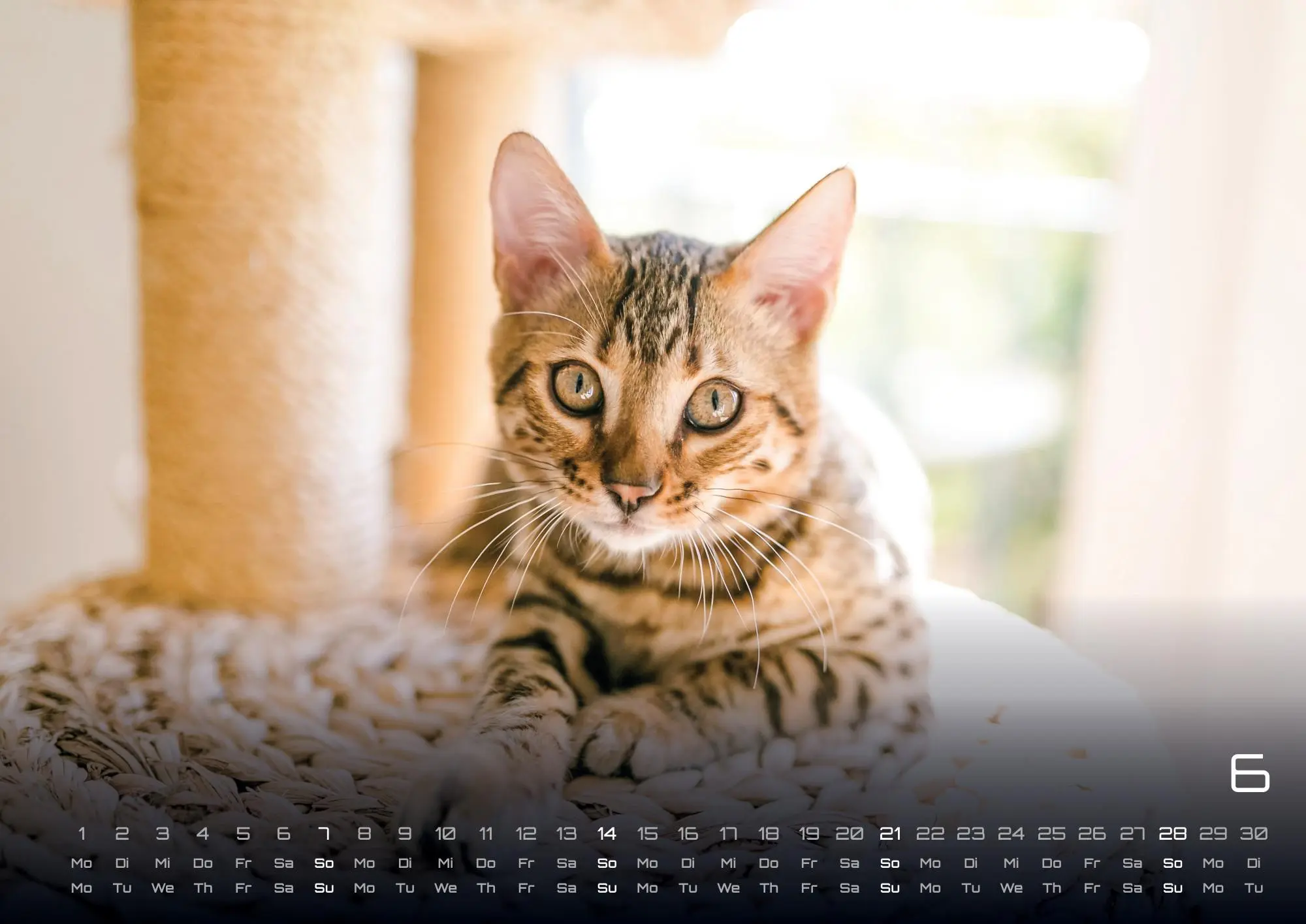 Bild: 9783986735463 | Miau - Unsere Stubentiger - Der Katzenkalender - 2026 - Kalender...