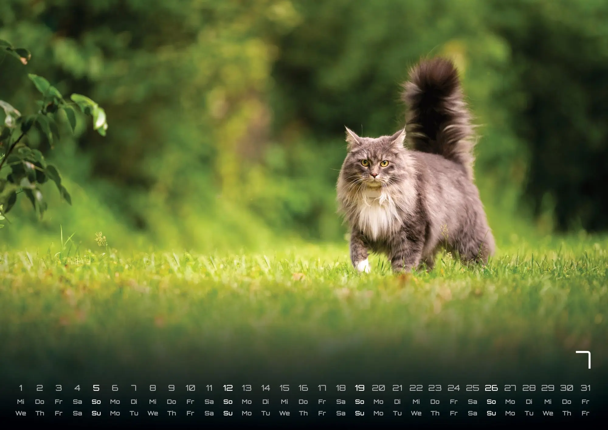 Bild: 9783986735463 | Miau - Unsere Stubentiger - Der Katzenkalender - 2026 - Kalender...