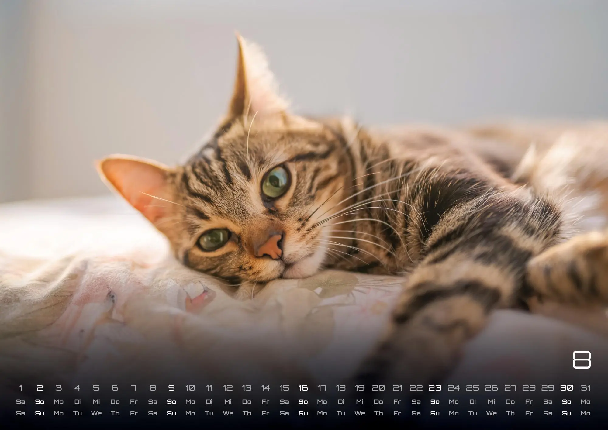Bild: 9783986735463 | Miau - Unsere Stubentiger - Der Katzenkalender - 2026 - Kalender...