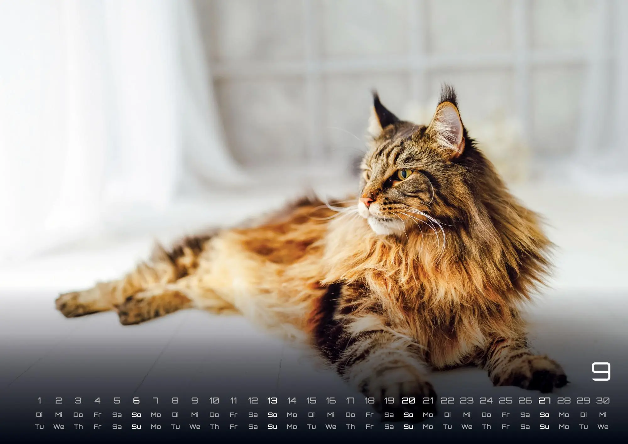 Bild: 9783986735463 | Miau - Unsere Stubentiger - Der Katzenkalender - 2026 - Kalender...