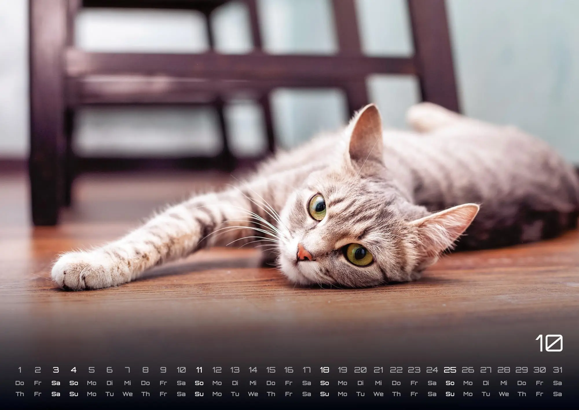 Bild: 9783986735463 | Miau - Unsere Stubentiger - Der Katzenkalender - 2026 - Kalender...