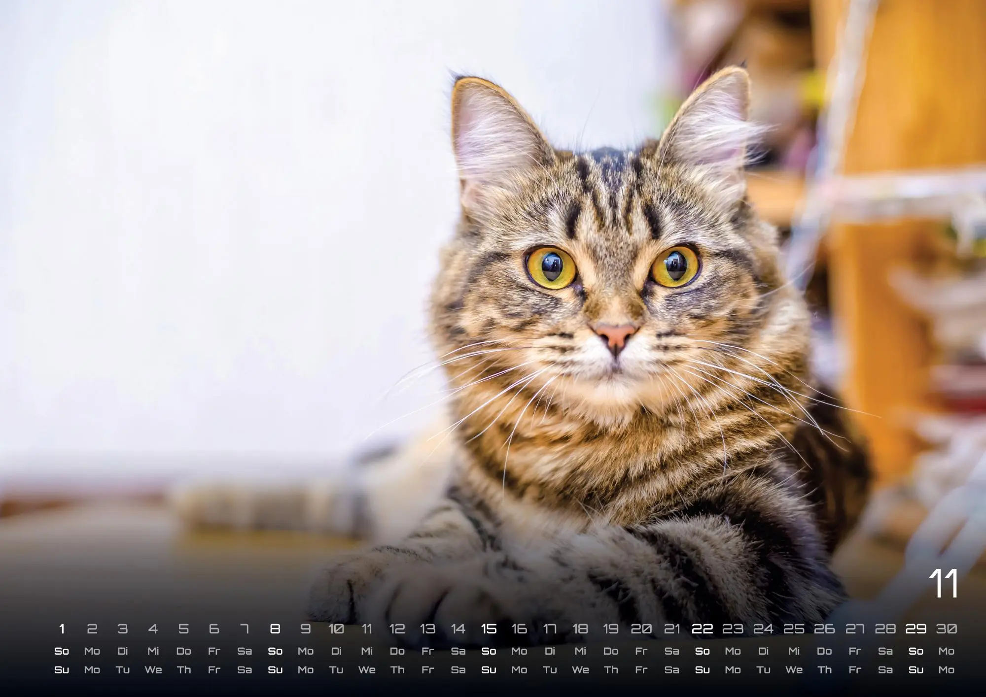 Bild: 9783986735463 | Miau - Unsere Stubentiger - Der Katzenkalender - 2026 - Kalender...
