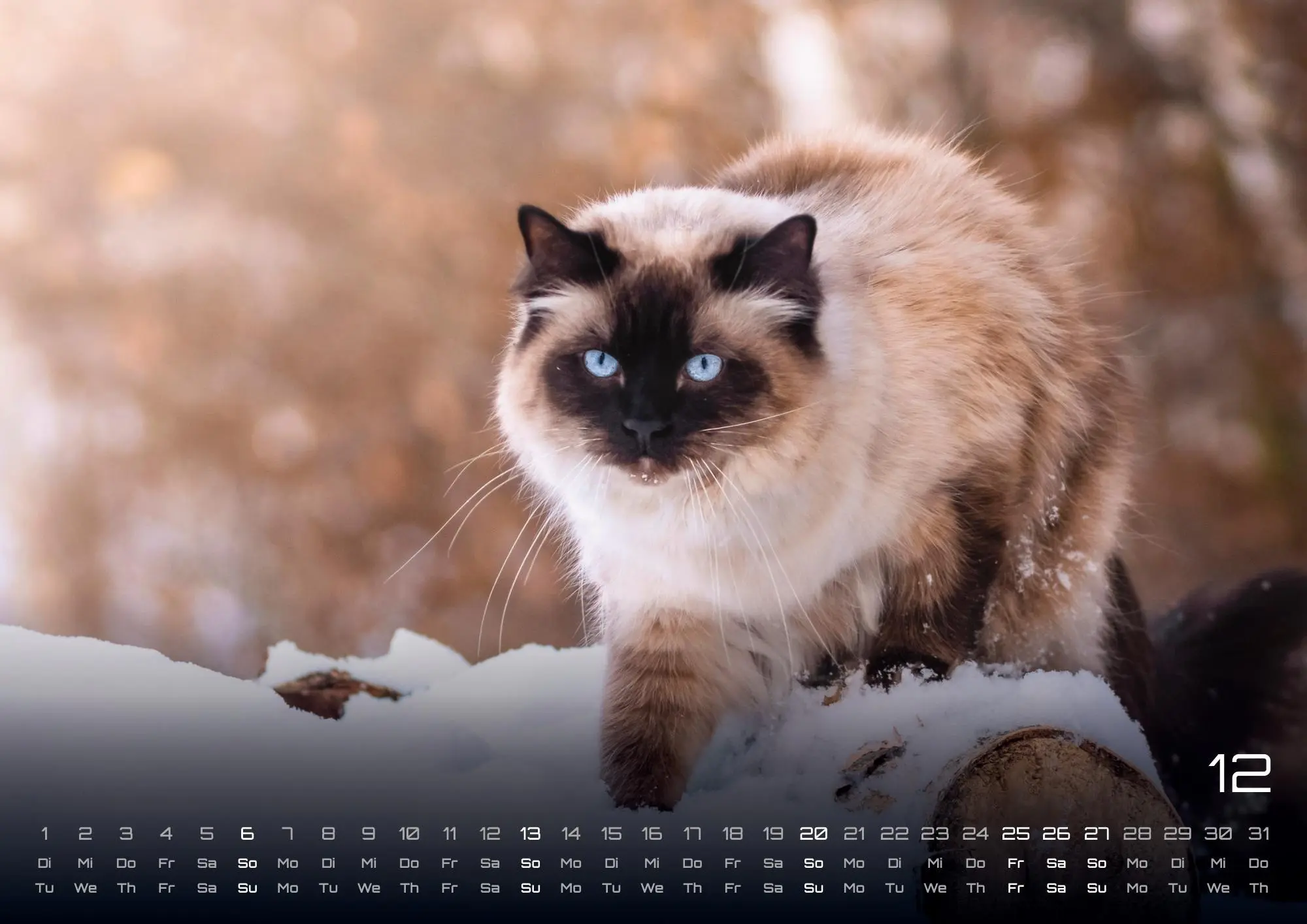Bild: 9783986735463 | Miau - Unsere Stubentiger - Der Katzenkalender - 2026 - Kalender...