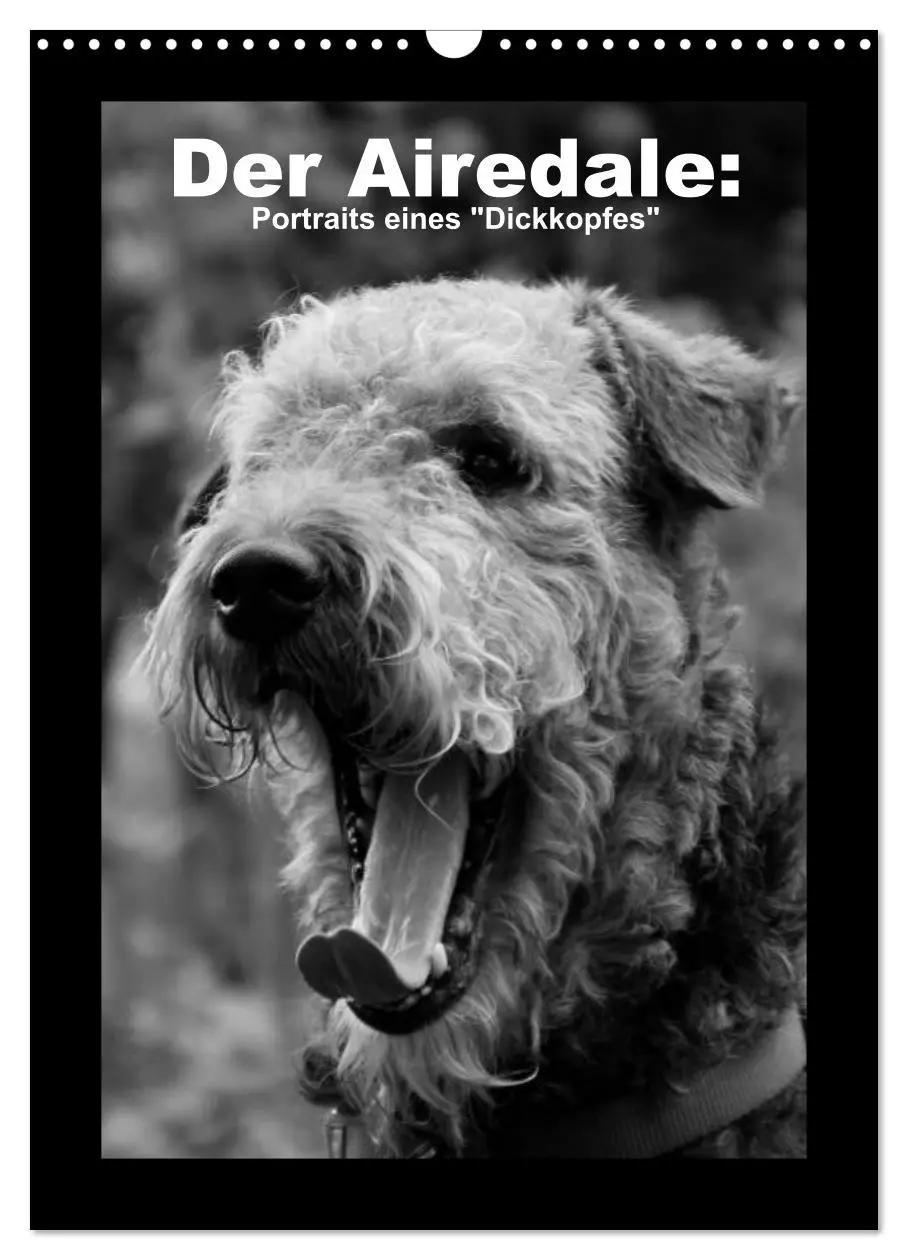 Cover: 9783516455663 | Der Airedale: Portraits eines "Dickkopfes" (Wandkalender 2026 DIN...