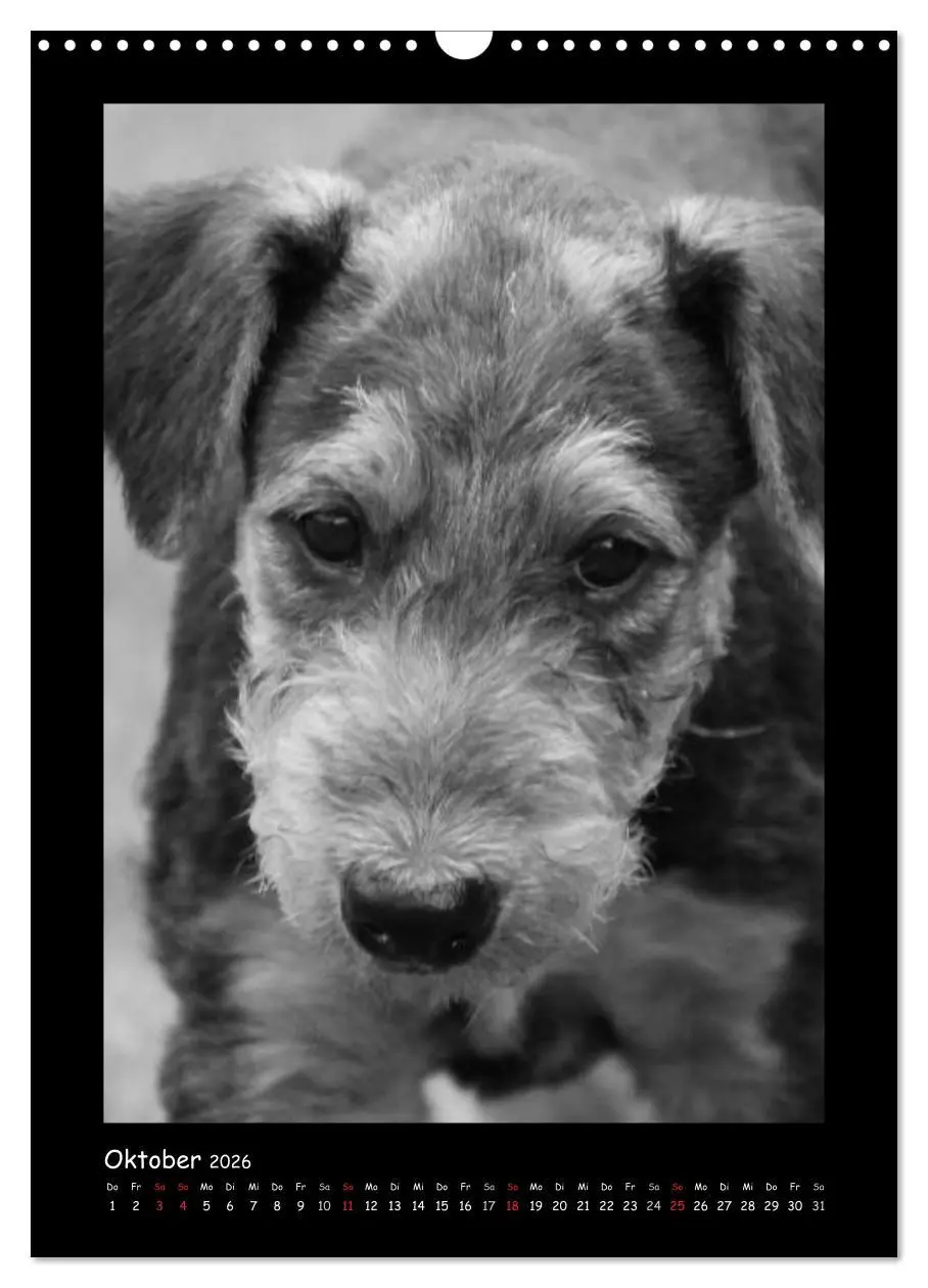 Bild: 9783516455663 | Der Airedale: Portraits eines "Dickkopfes" (Wandkalender 2026 DIN...
