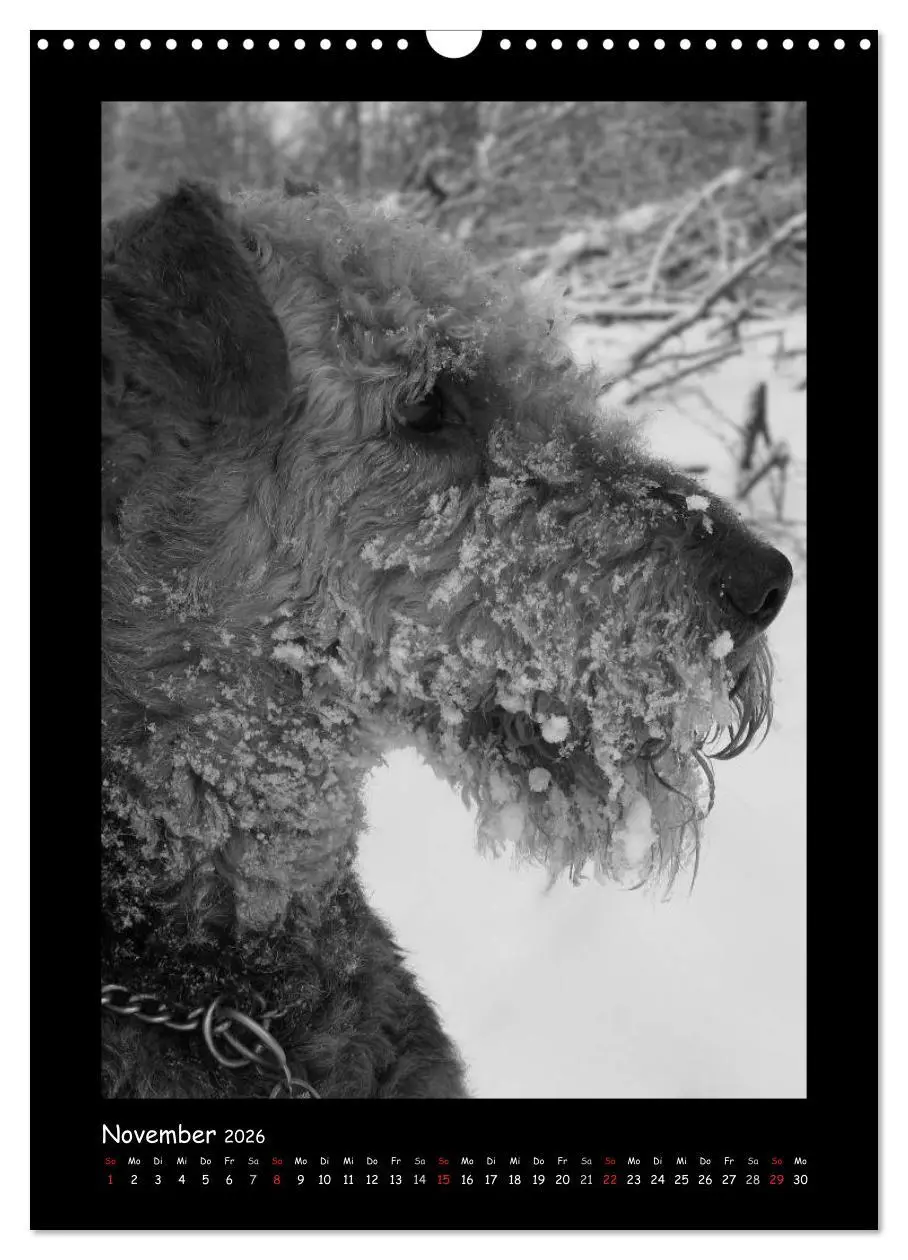 Bild: 9783516455663 | Der Airedale: Portraits eines "Dickkopfes" (Wandkalender 2026 DIN...