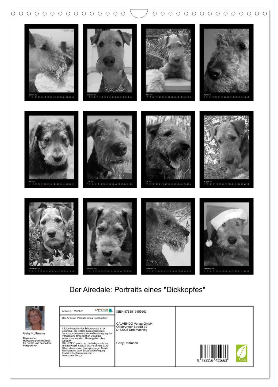 Bild: 9783516455663 | Der Airedale: Portraits eines "Dickkopfes" (Wandkalender 2026 DIN...