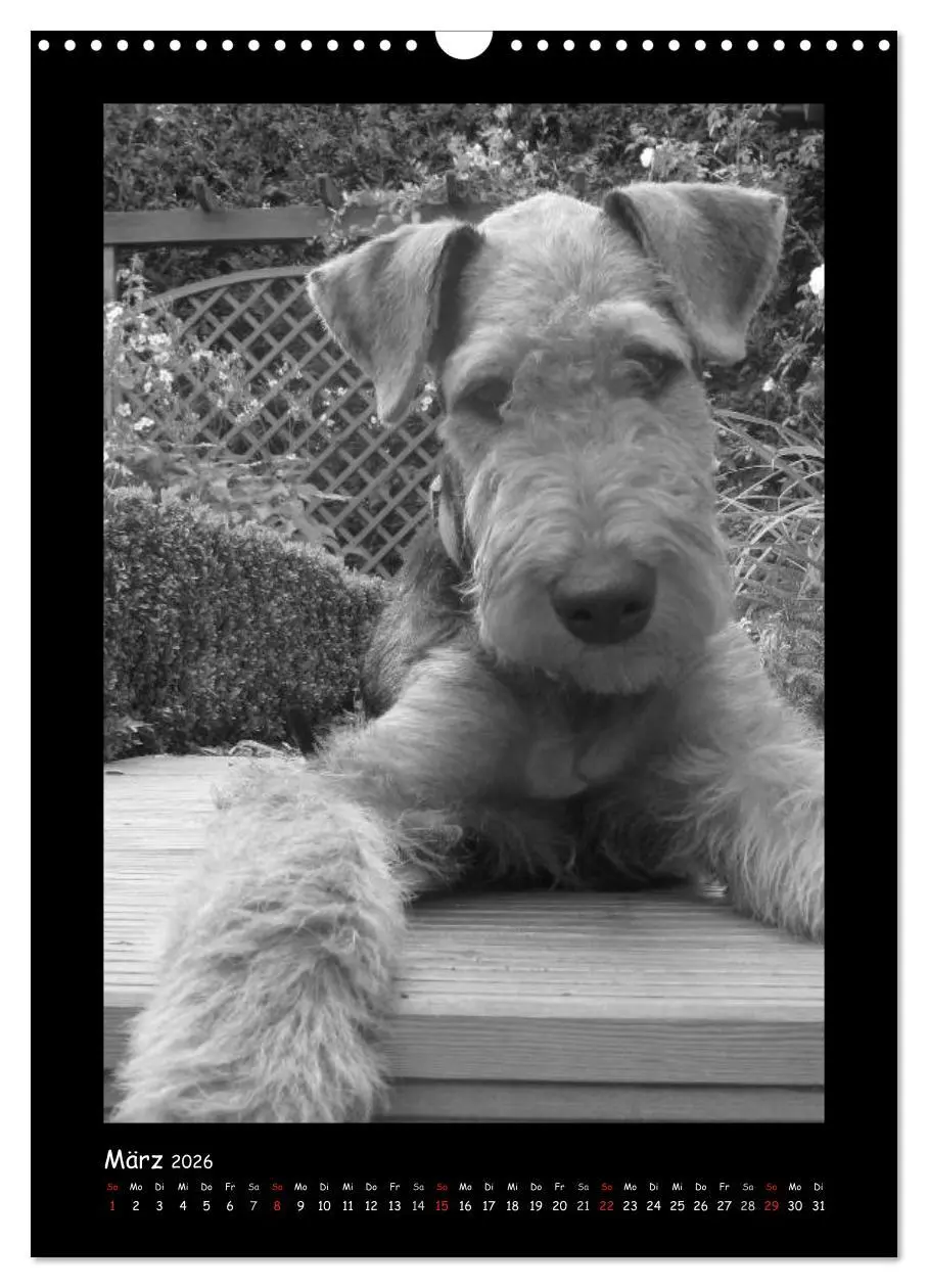 Bild: 9783516455663 | Der Airedale: Portraits eines "Dickkopfes" (Wandkalender 2026 DIN...