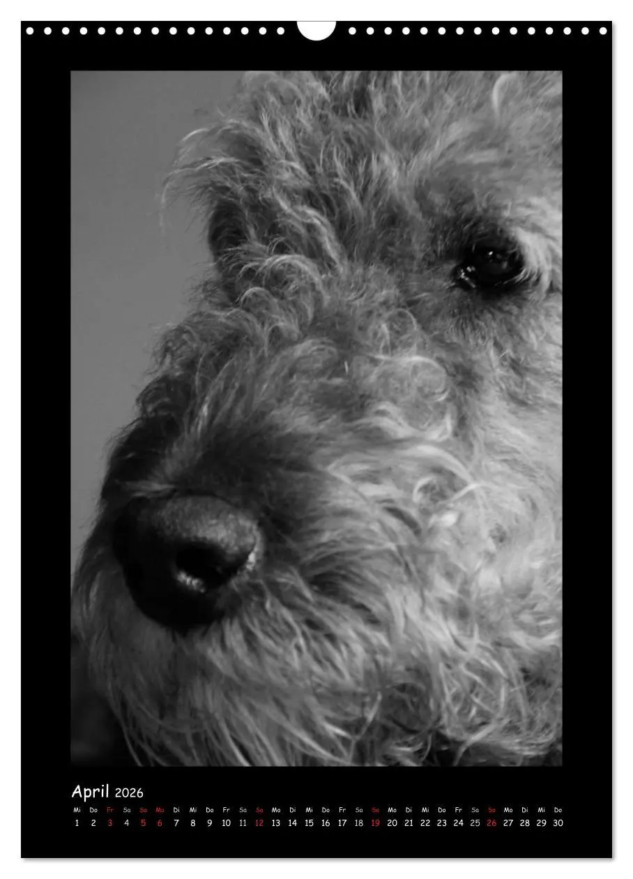 Bild: 9783516455663 | Der Airedale: Portraits eines "Dickkopfes" (Wandkalender 2026 DIN...