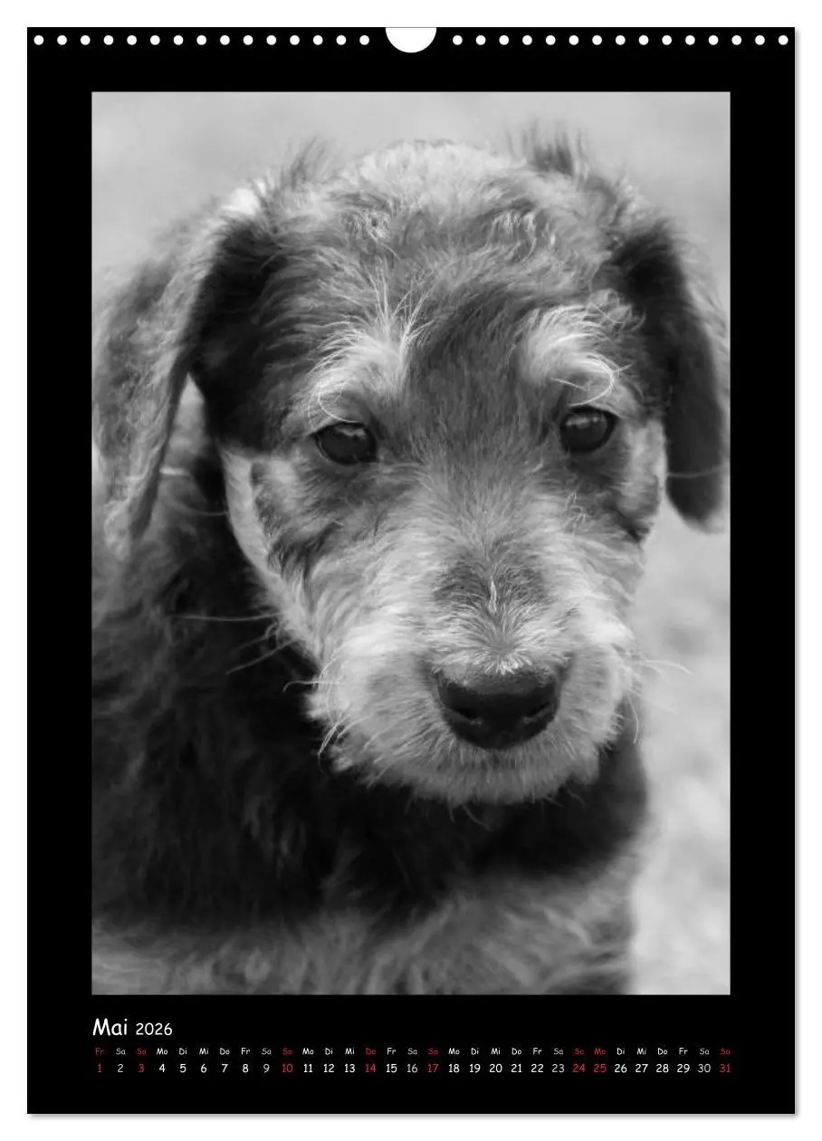 Bild: 9783516455663 | Der Airedale: Portraits eines "Dickkopfes" (Wandkalender 2026 DIN...