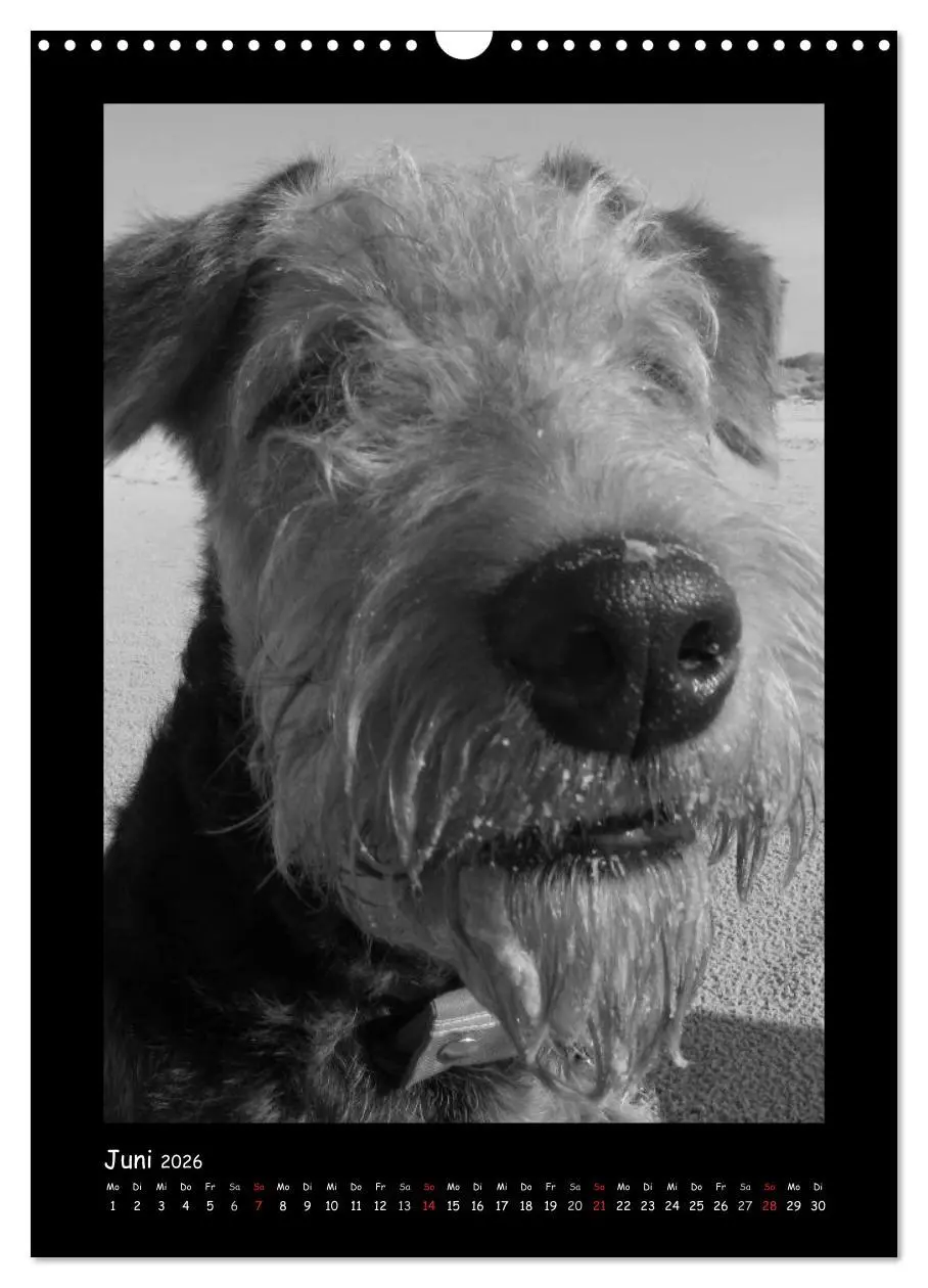 Bild: 9783516455663 | Der Airedale: Portraits eines "Dickkopfes" (Wandkalender 2026 DIN...