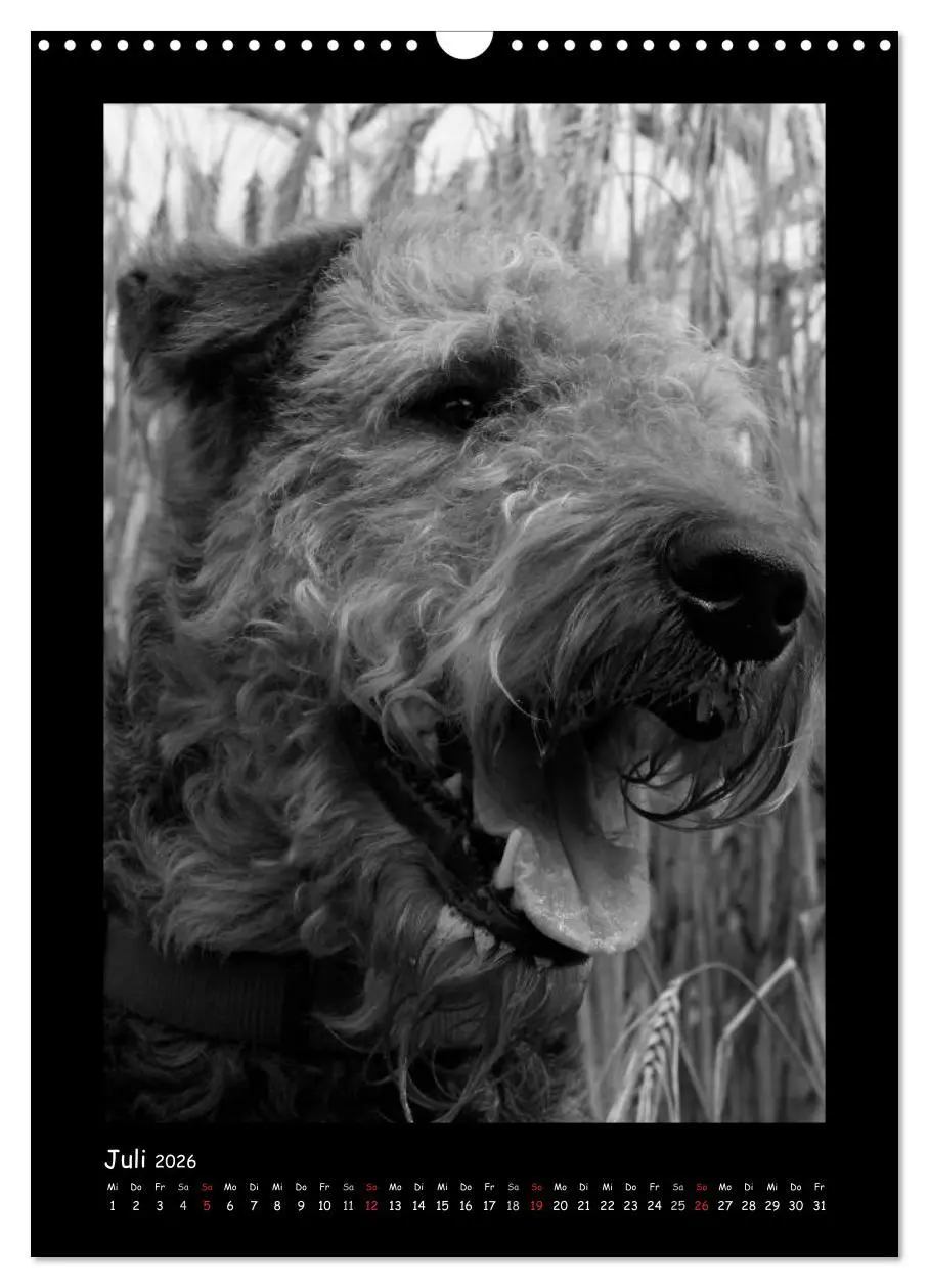 Bild: 9783516455663 | Der Airedale: Portraits eines "Dickkopfes" (Wandkalender 2026 DIN...