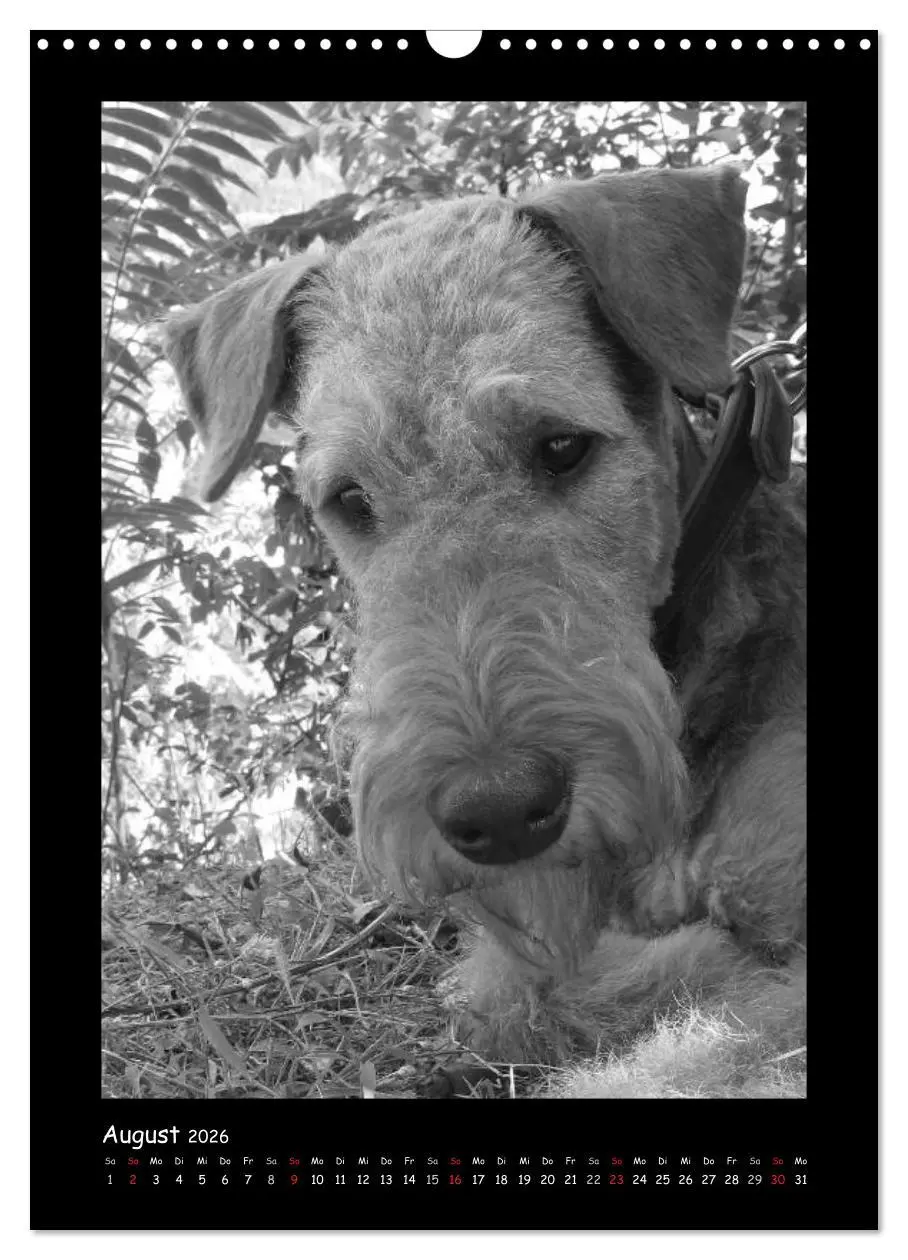 Bild: 9783516455663 | Der Airedale: Portraits eines "Dickkopfes" (Wandkalender 2026 DIN...