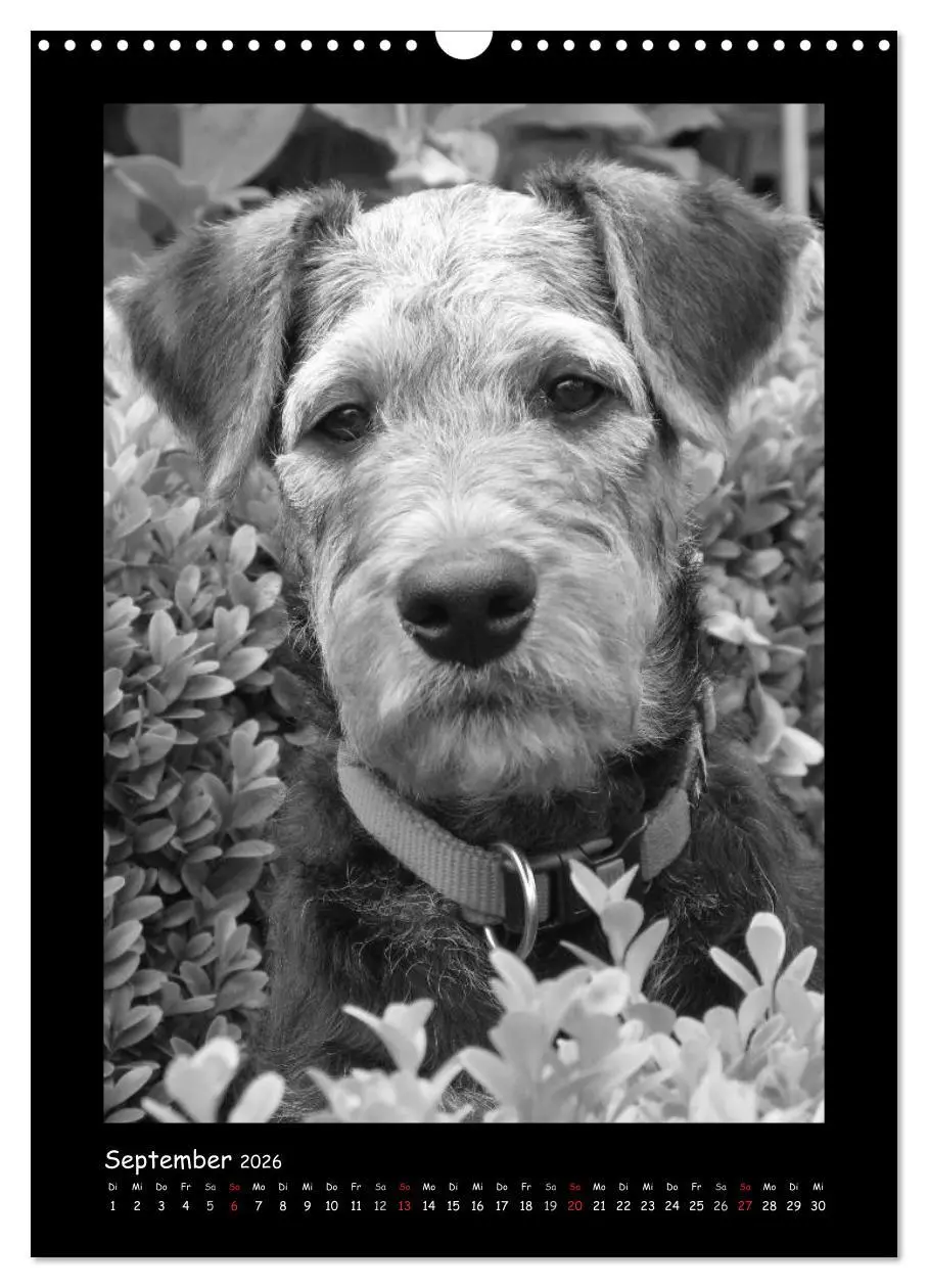Bild: 9783516455663 | Der Airedale: Portraits eines "Dickkopfes" (Wandkalender 2026 DIN...