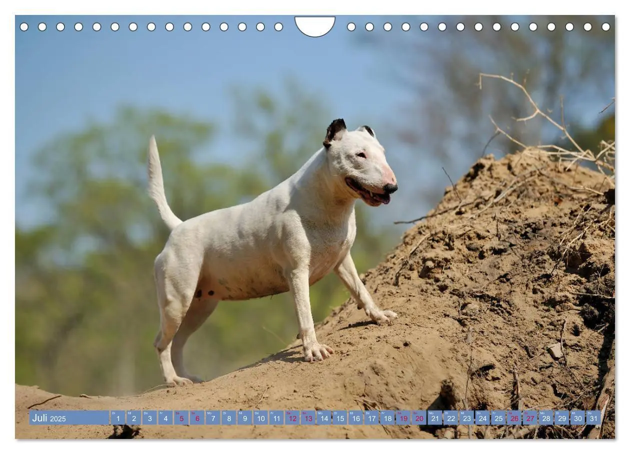 Bild: 9783435405763 | Bullterrier, Powerpakete auf 4 Pfoten (Wandkalender 2025 DIN A4...