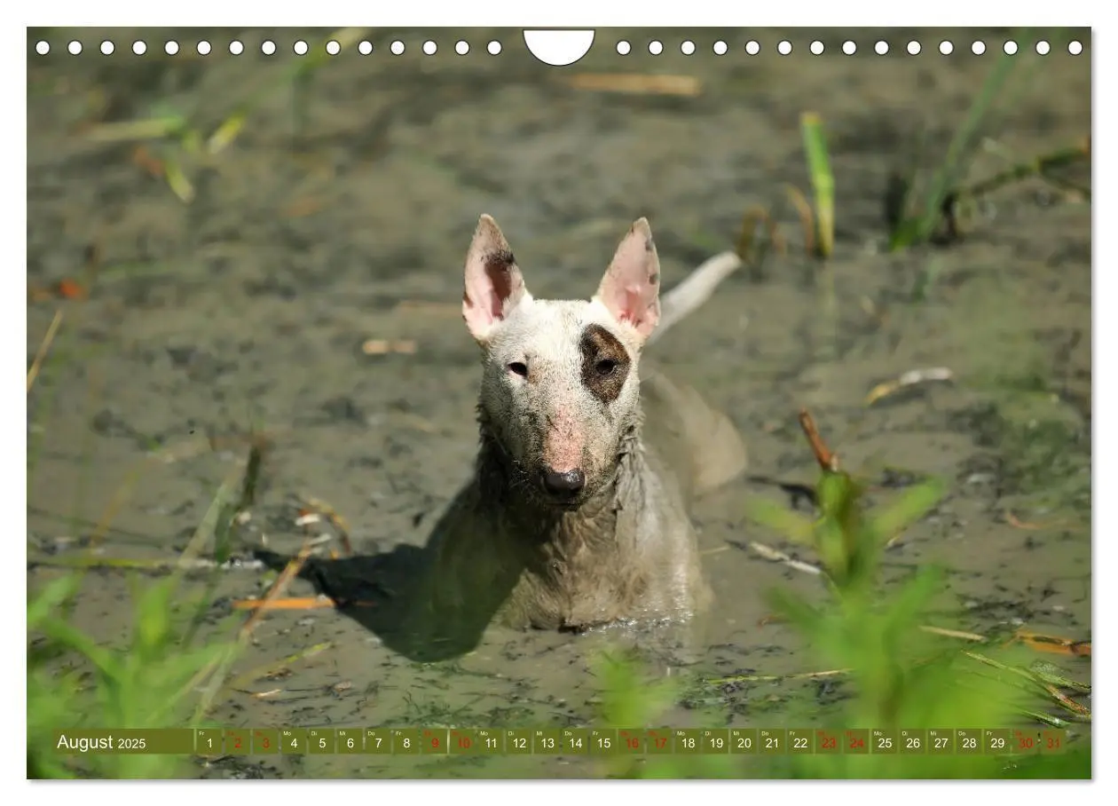 Bild: 9783435405763 | Bullterrier, Powerpakete auf 4 Pfoten (Wandkalender 2025 DIN A4...