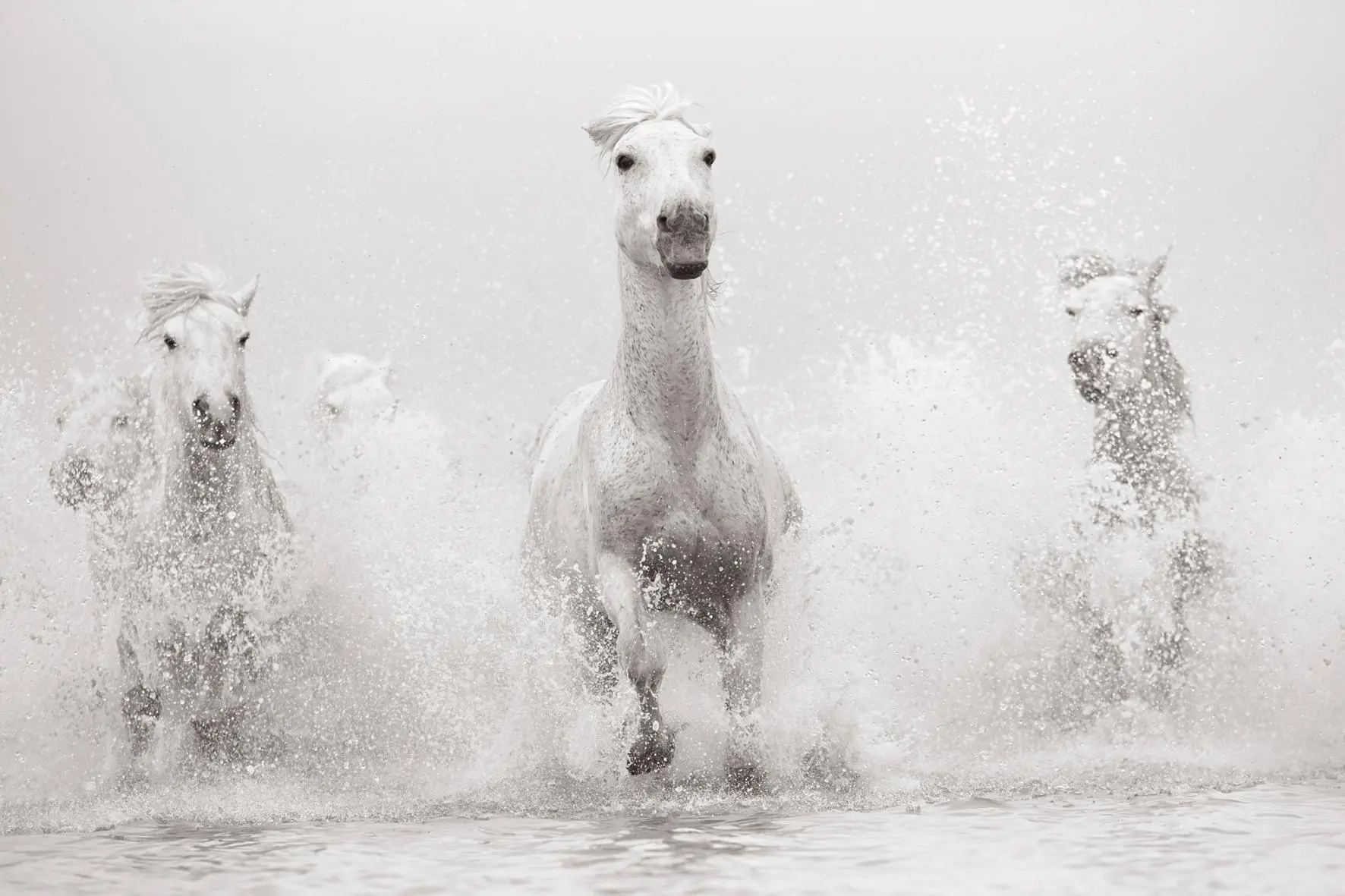 Bild: 9783961715763 | Untamed Spirits: Horses From Around the World | Drew Doggett | Buch