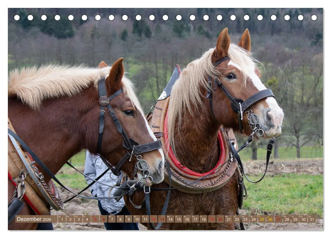 Bild: 9783457655863 | Zugpferde bei der Feldarbeit (Tischkalender 2026 DIN A5 quer),...