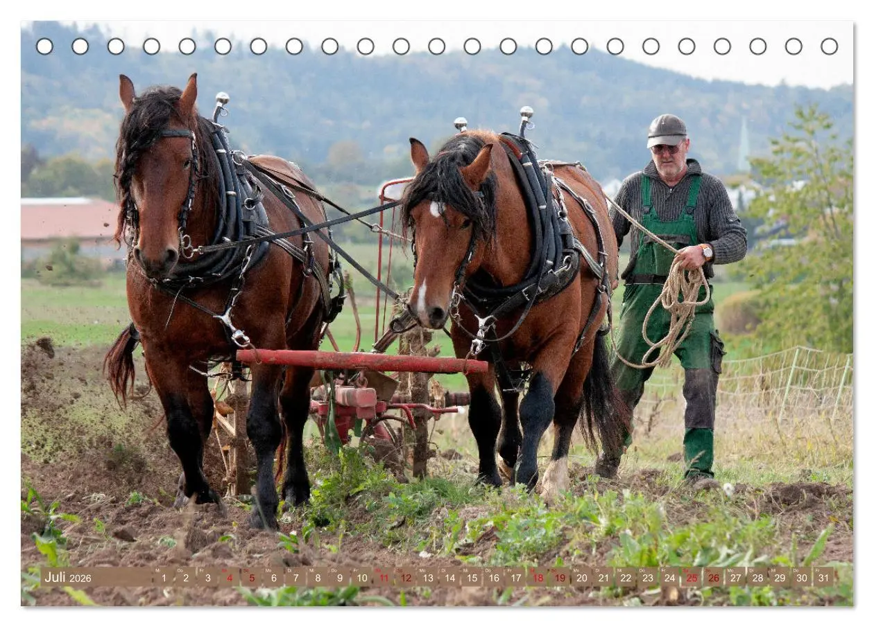Bild: 9783457655863 | Zugpferde bei der Feldarbeit (Tischkalender 2026 DIN A5 quer),...