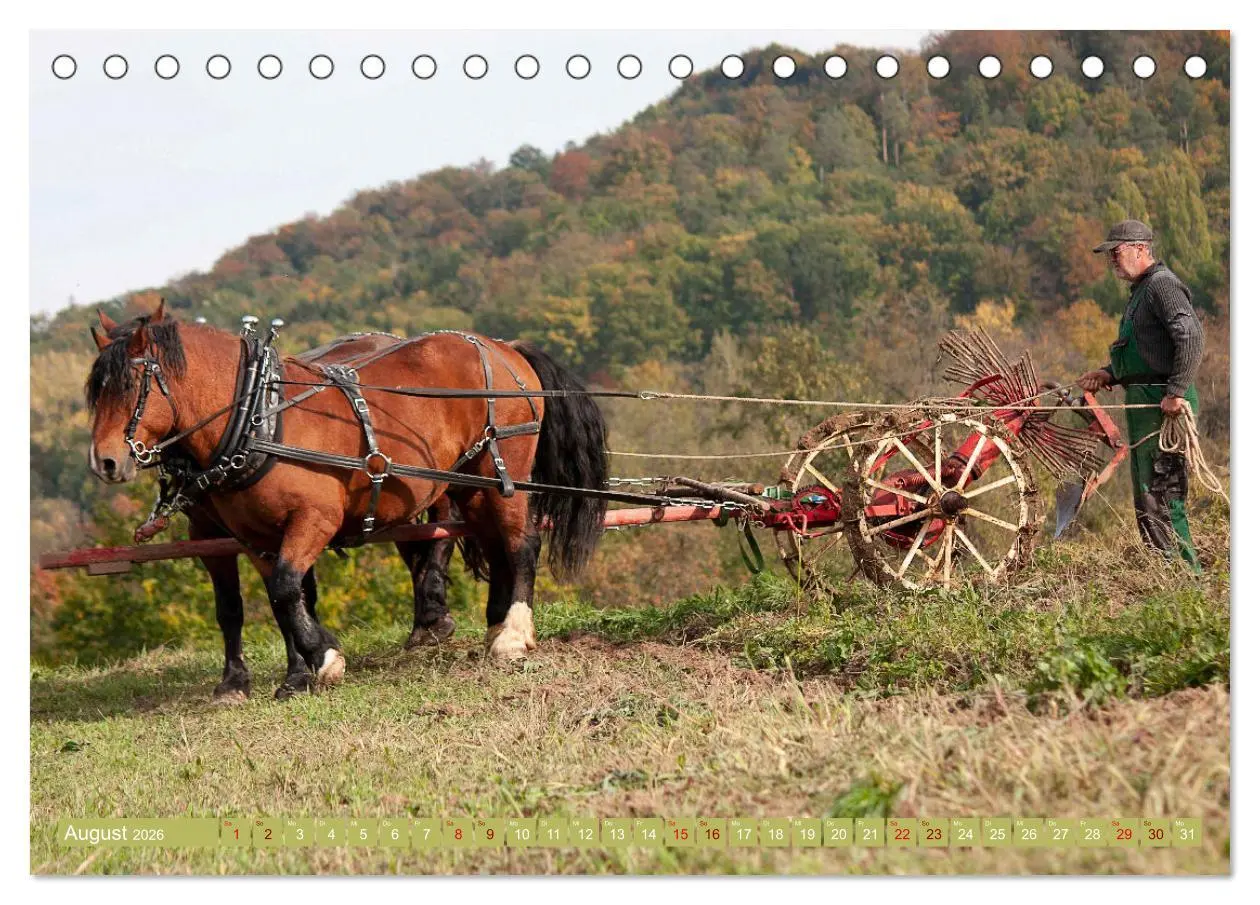 Bild: 9783457655863 | Zugpferde bei der Feldarbeit (Tischkalender 2026 DIN A5 quer),...