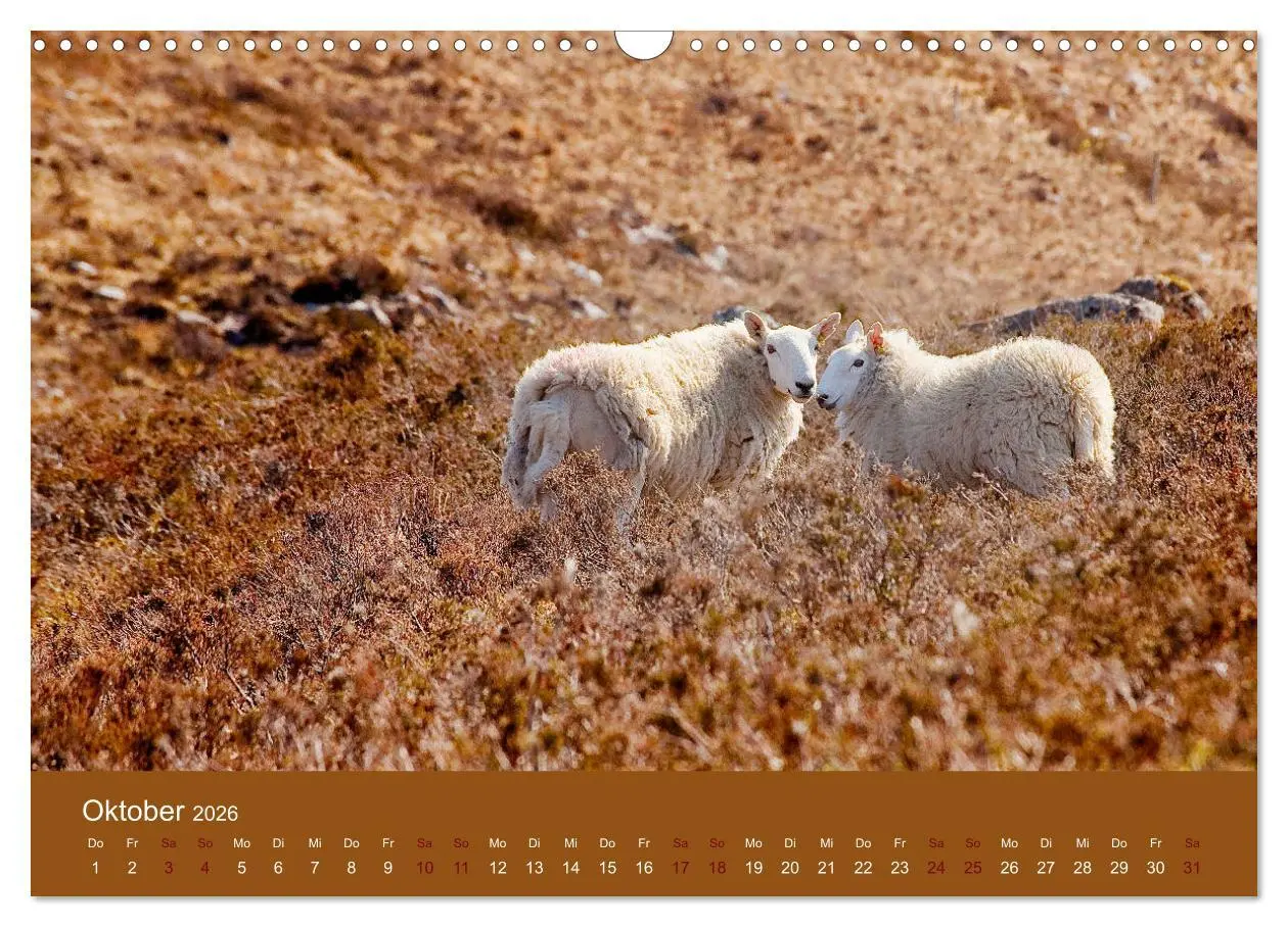 Bild: 9783457895863 | Unter Schafen - Wegbegleiter auf Reisen (Wandkalender 2026 DIN A3...