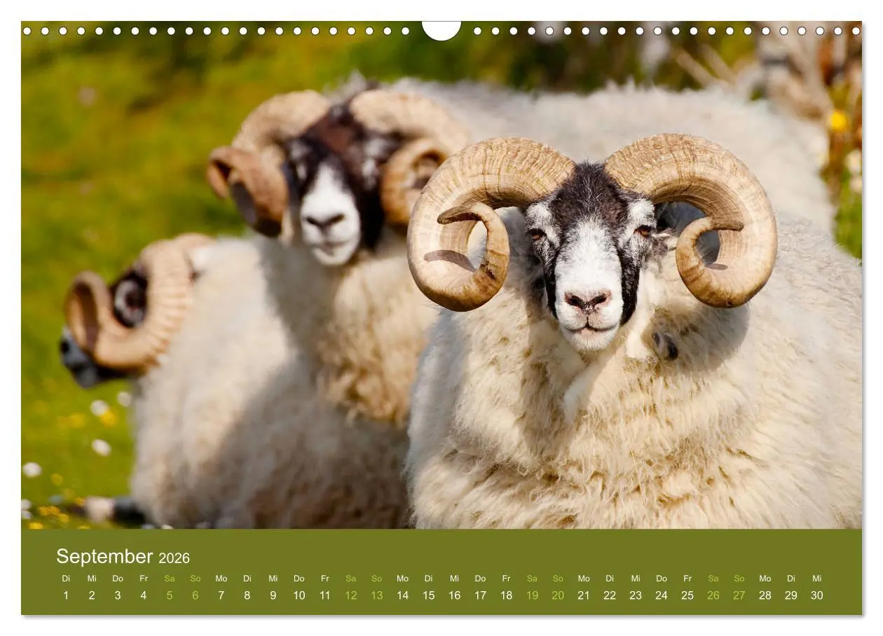 Bild: 9783457895863 | Unter Schafen - Wegbegleiter auf Reisen (Wandkalender 2026 DIN A3...