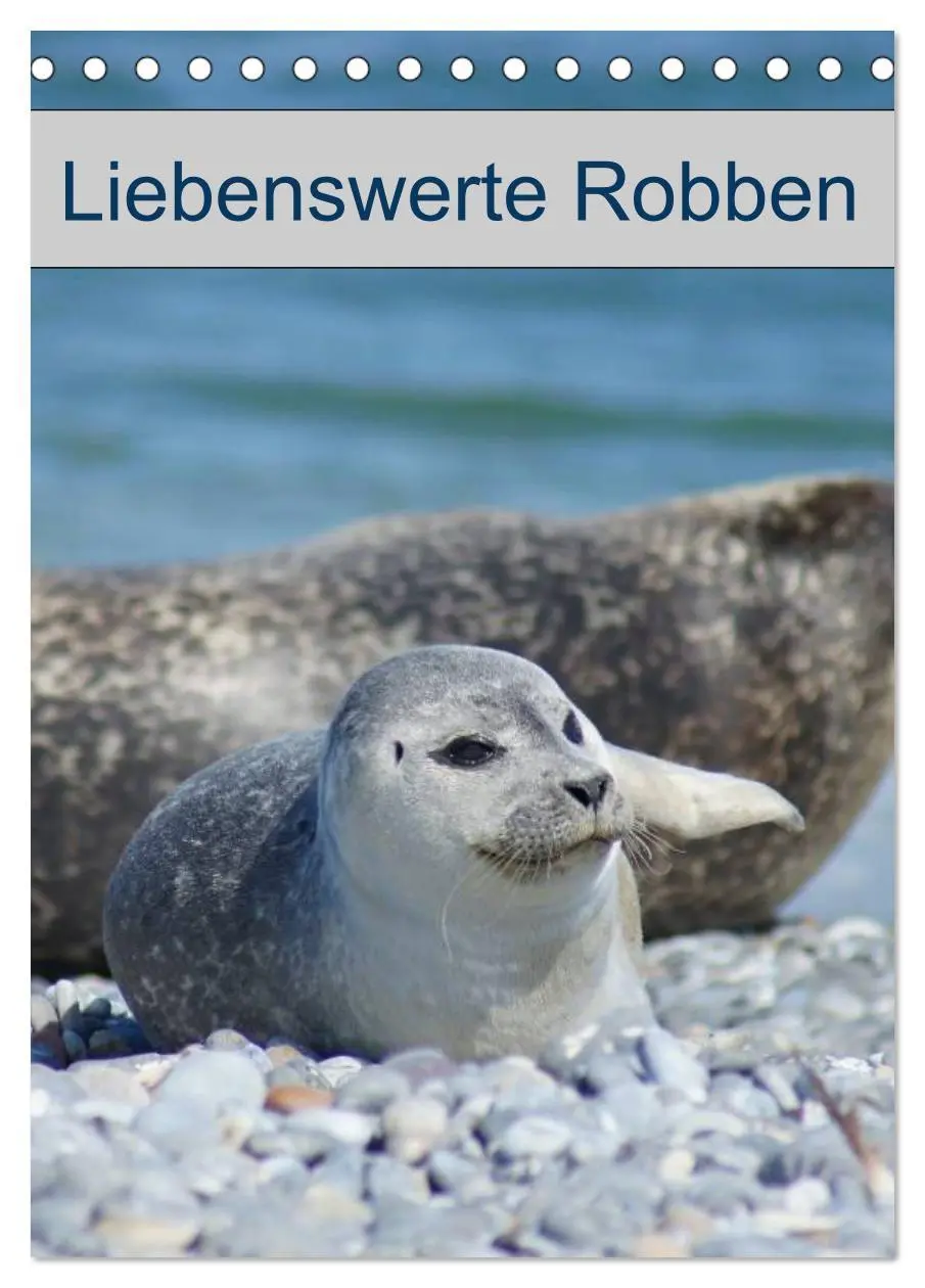 Cover: 9783516425963 | Liebenswerte Robben (Tischkalender 2026 DIN A5 hoch), CALVENDO...