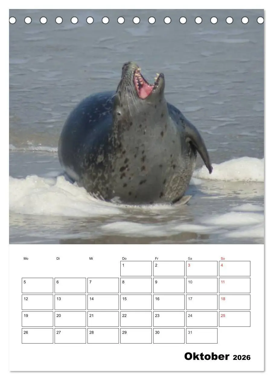 Bild: 9783516425963 | Liebenswerte Robben (Tischkalender 2026 DIN A5 hoch), CALVENDO...