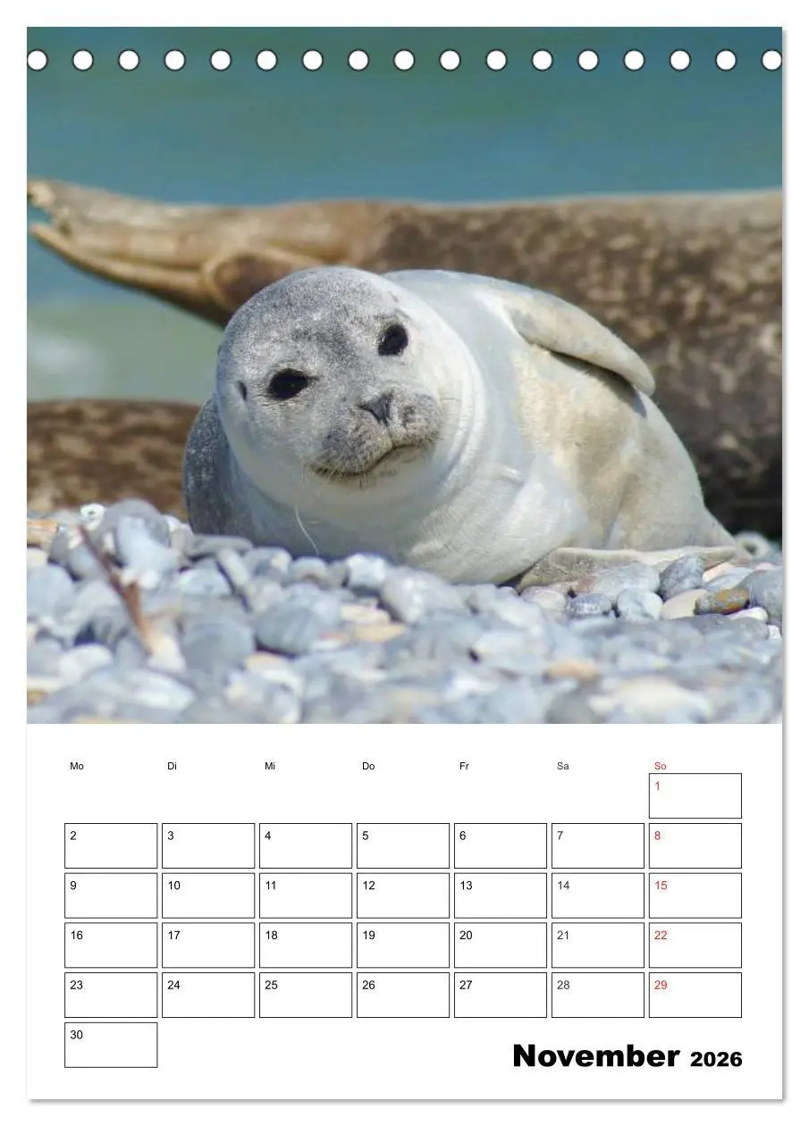 Bild: 9783516425963 | Liebenswerte Robben (Tischkalender 2026 DIN A5 hoch), CALVENDO...