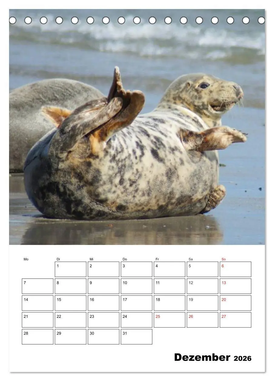 Bild: 9783516425963 | Liebenswerte Robben (Tischkalender 2026 DIN A5 hoch), CALVENDO...