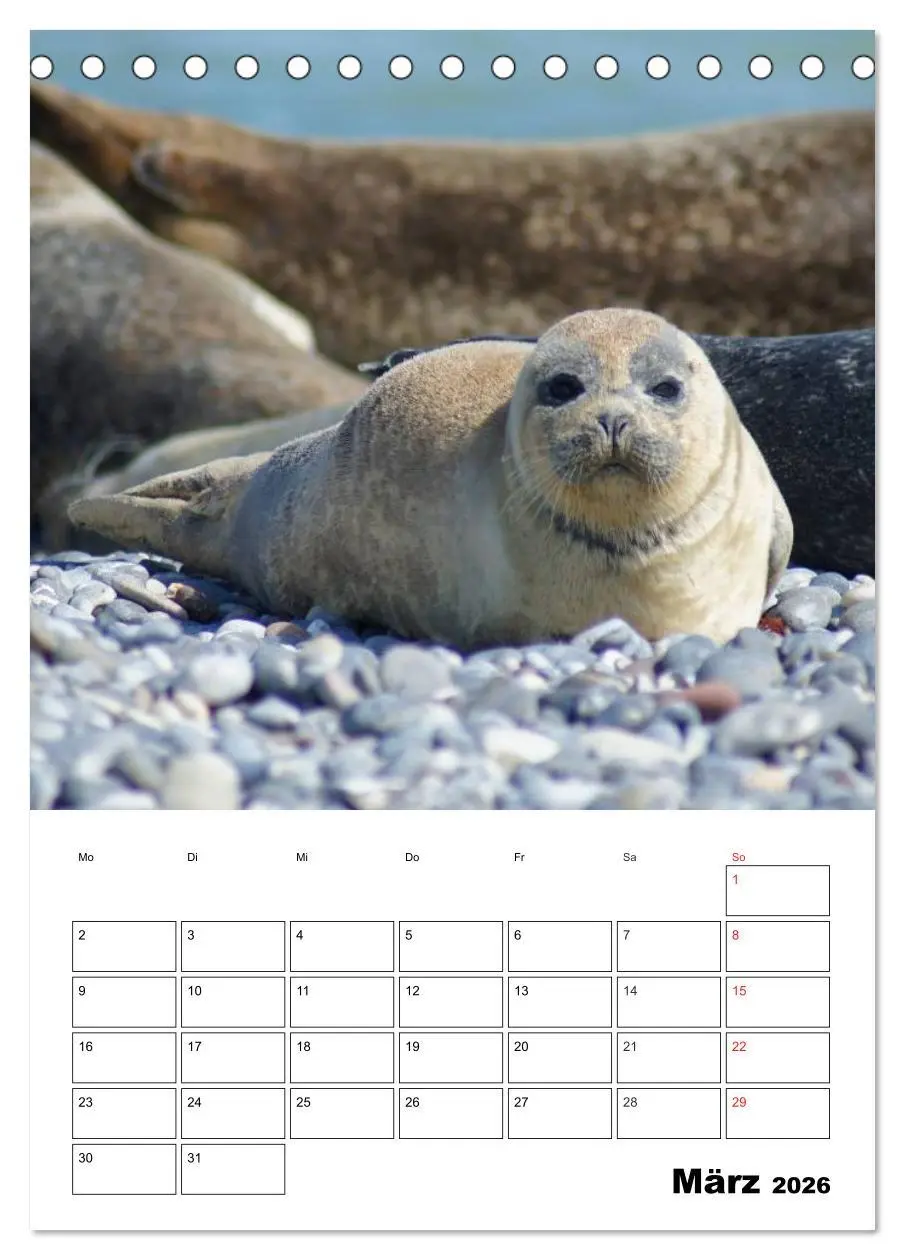 Bild: 9783516425963 | Liebenswerte Robben (Tischkalender 2026 DIN A5 hoch), CALVENDO...
