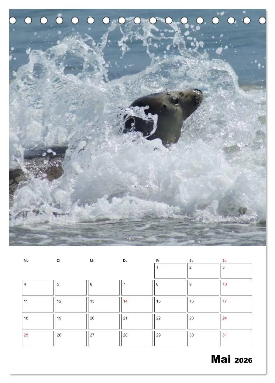 Bild: 9783516425963 | Liebenswerte Robben (Tischkalender 2026 DIN A5 hoch), CALVENDO...