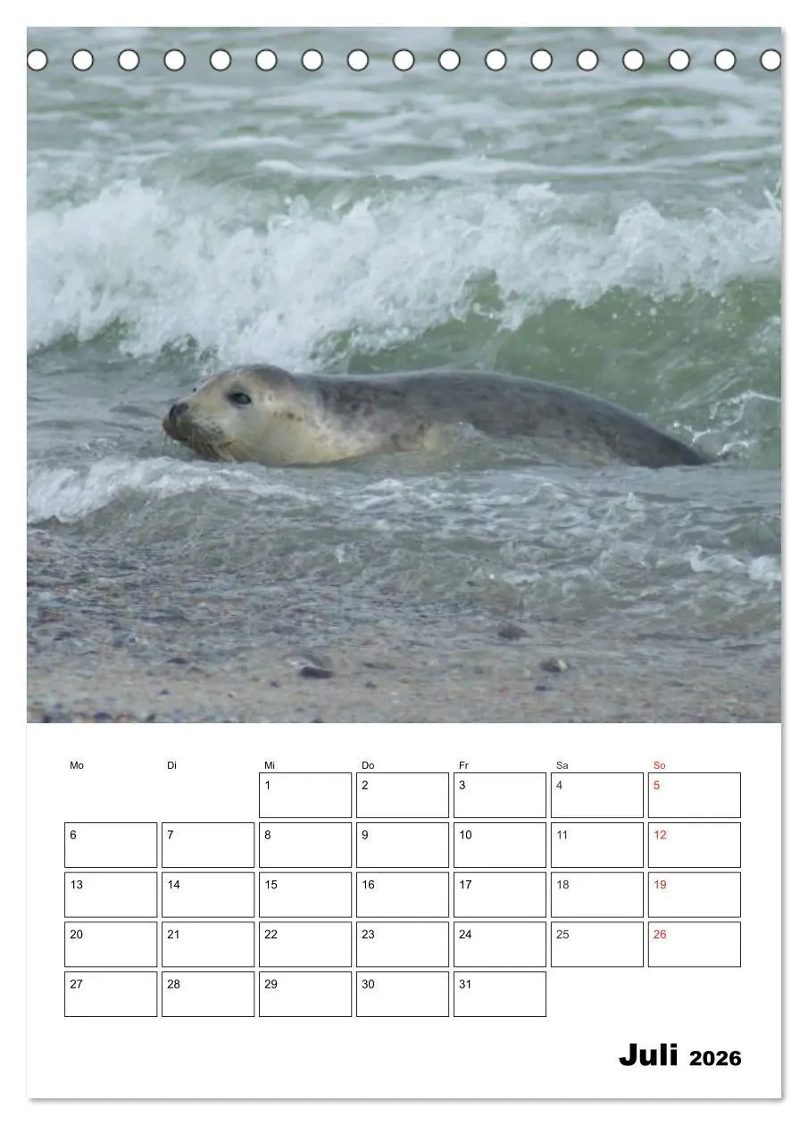 Bild: 9783516425963 | Liebenswerte Robben (Tischkalender 2026 DIN A5 hoch), CALVENDO...